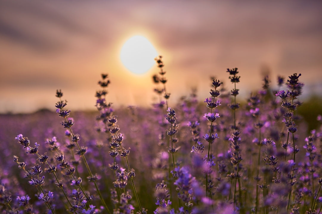 Self-Care & Lavendel: Das perfekte Team?