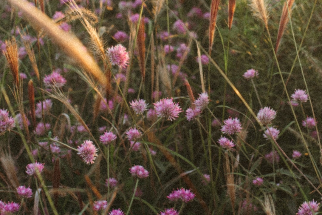 Nahaufnahme einer Wiese mit lilafarbenen Wildblumen